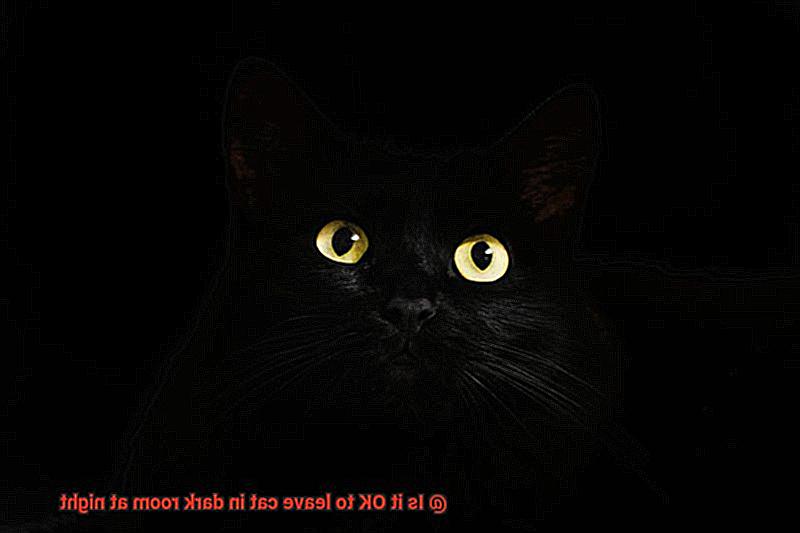 Is it OK to leave cat in dark room at night-4