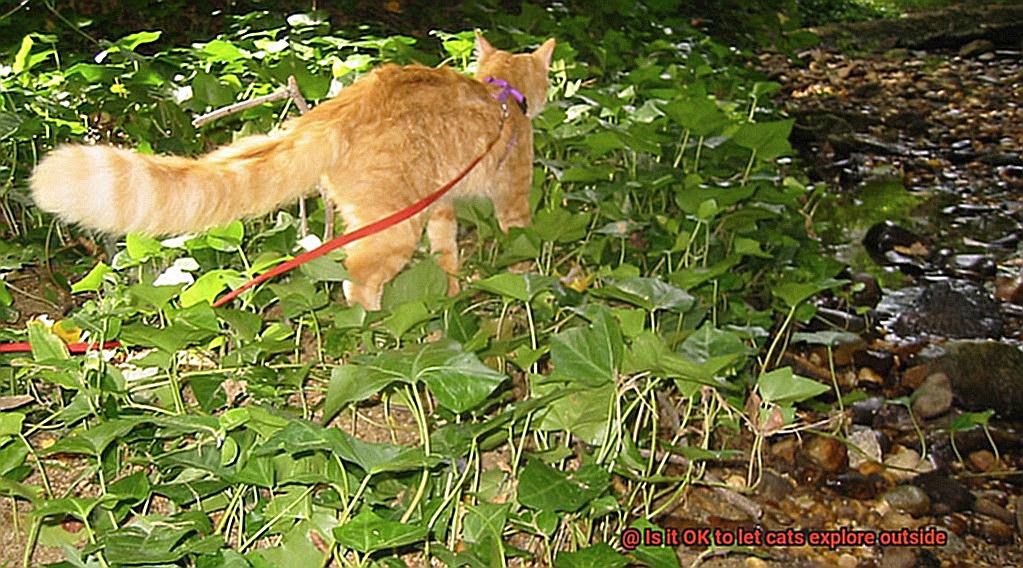 Is it OK to let cats explore outside-6