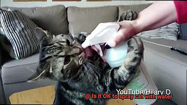 Is it OK to spray cat with water-3