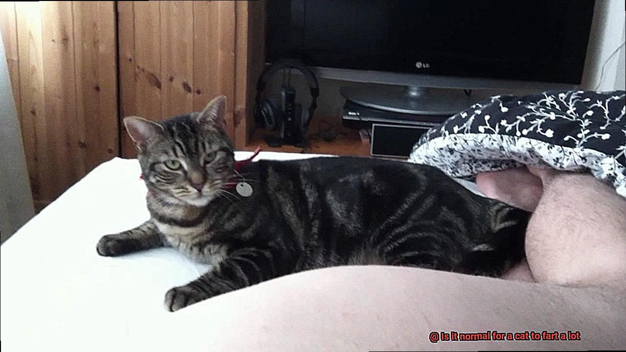 Is it normal for a cat to fart a lot-2