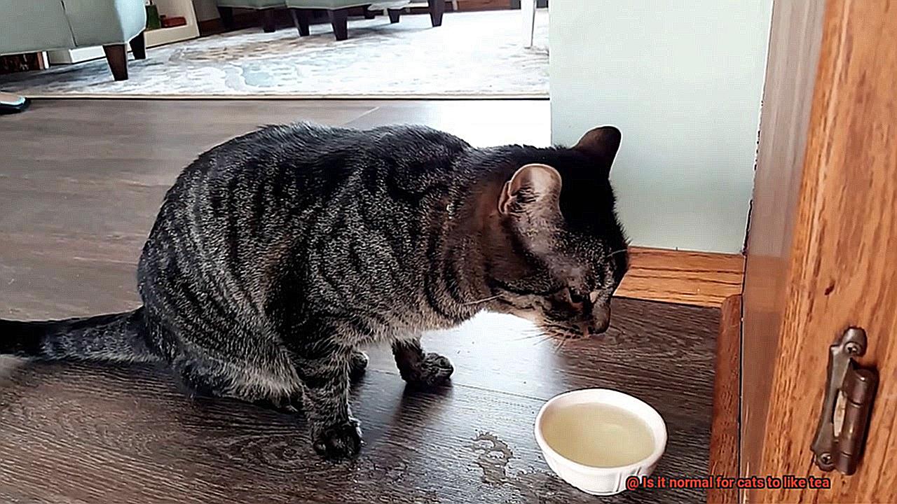 Is it normal for cats to like tea-5