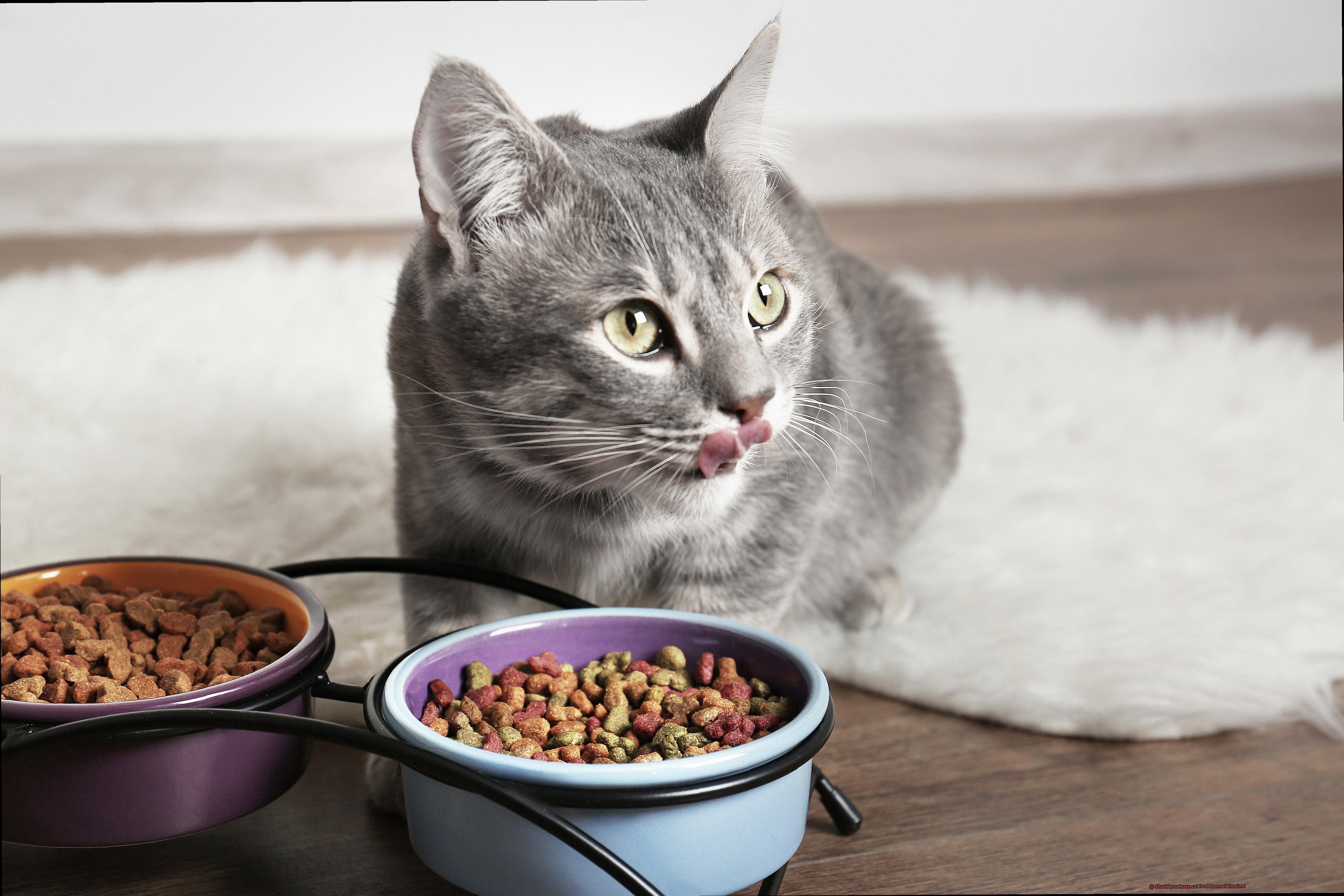 Should you leave cat food down all the time-2