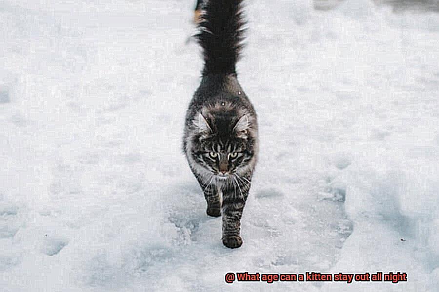 What age can a kitten stay out all night-4