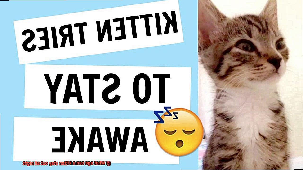 What age can a kitten stay out all night-3