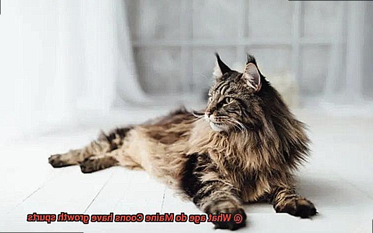 What age do Maine Coons have growth spurts-5