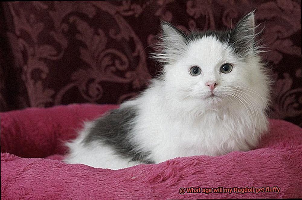 What age will my Ragdoll get fluffy-3