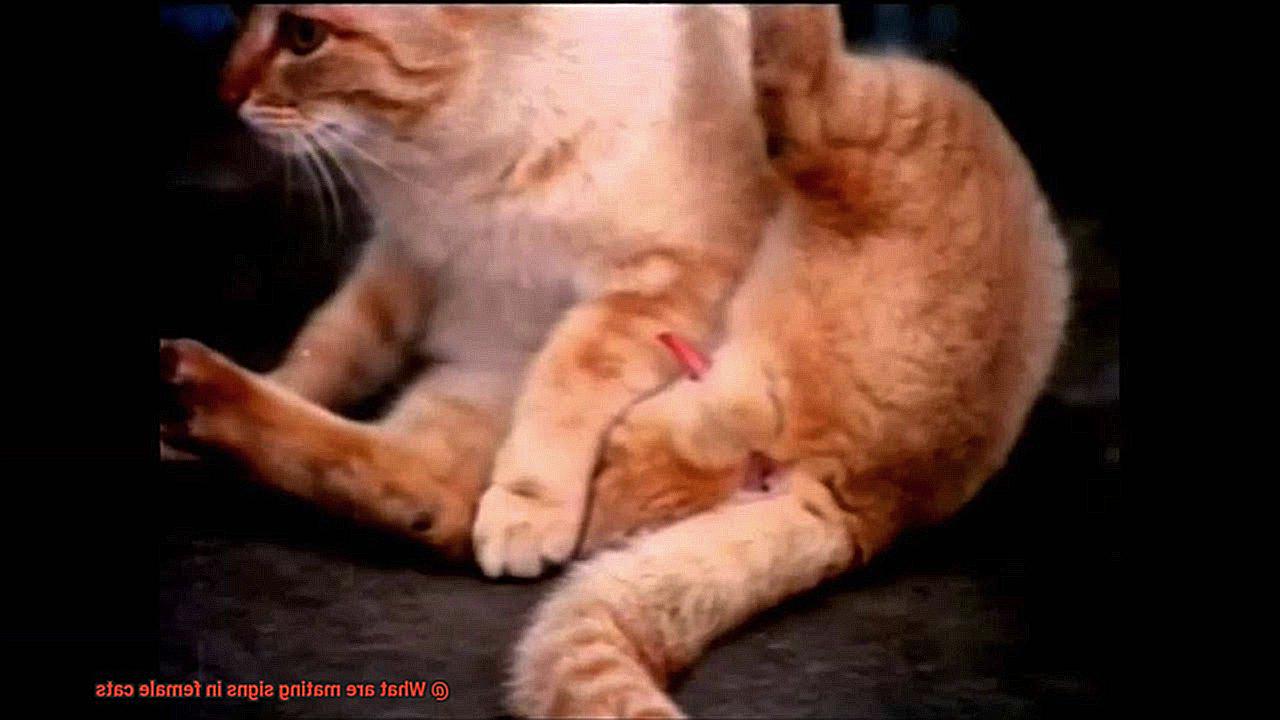 What are mating signs in female cats-5