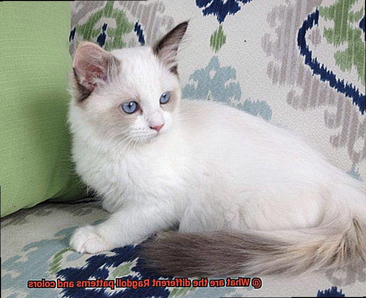 What are the different Ragdoll patterns and colors? - 21Cats.org