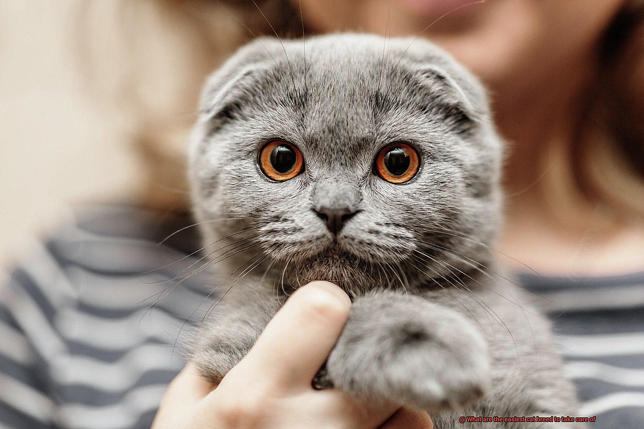What are the easiest cat breed to take care of-2