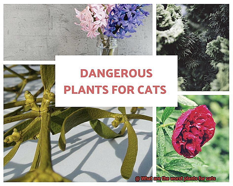 What are the worst plants for cats-2