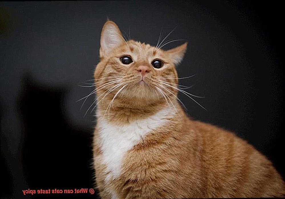 What can cats taste spicy-2