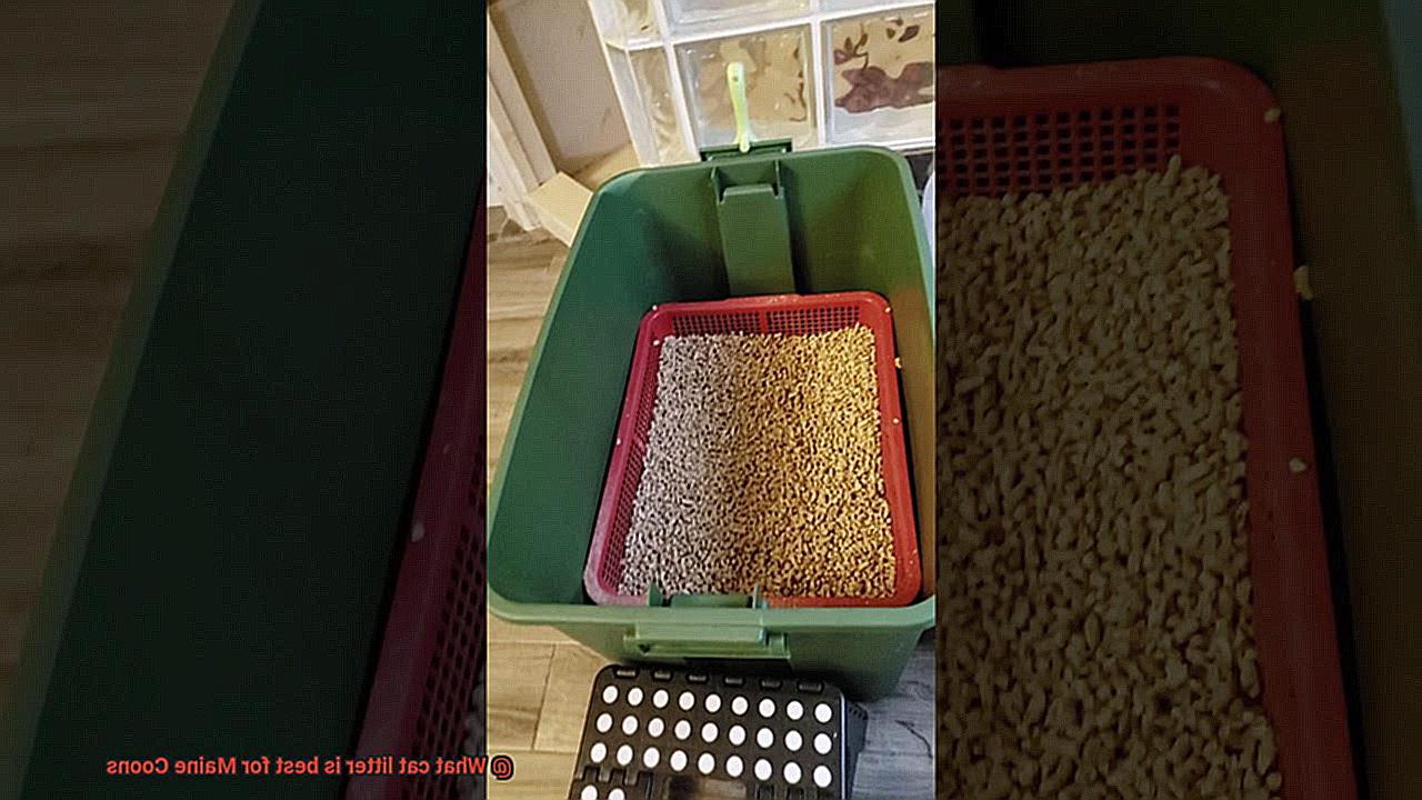 What cat litter is best for Maine Coons-7