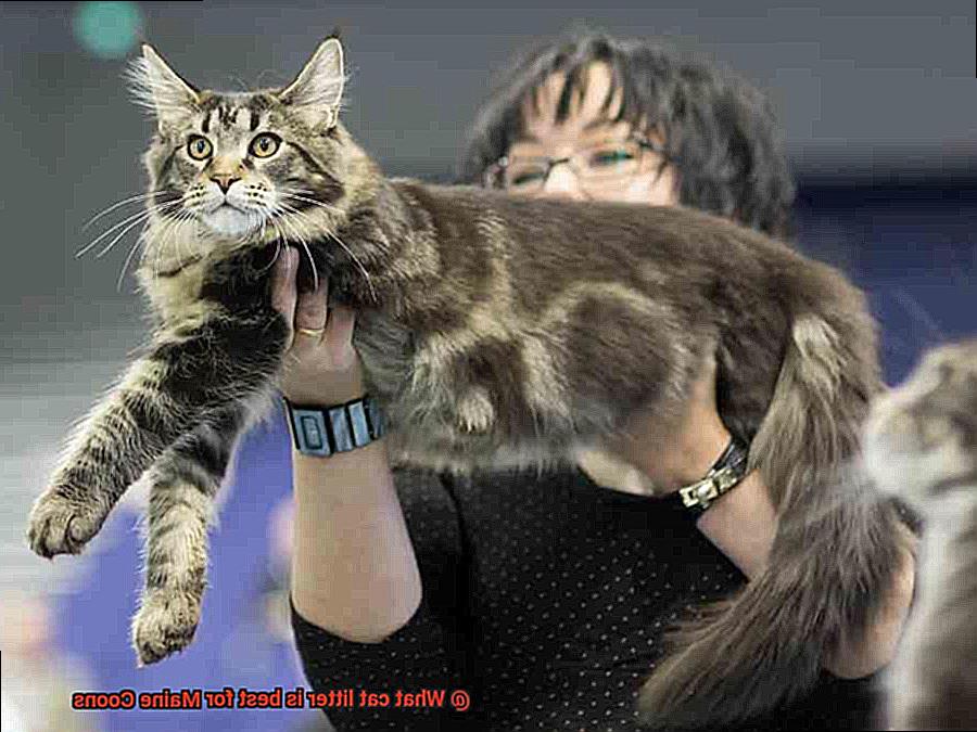 What cat litter is best for Maine Coons-5