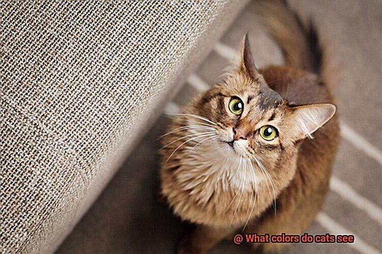 What colors do cats see-3