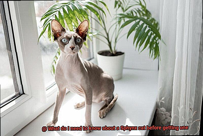What do Siamese cats love the most-4
