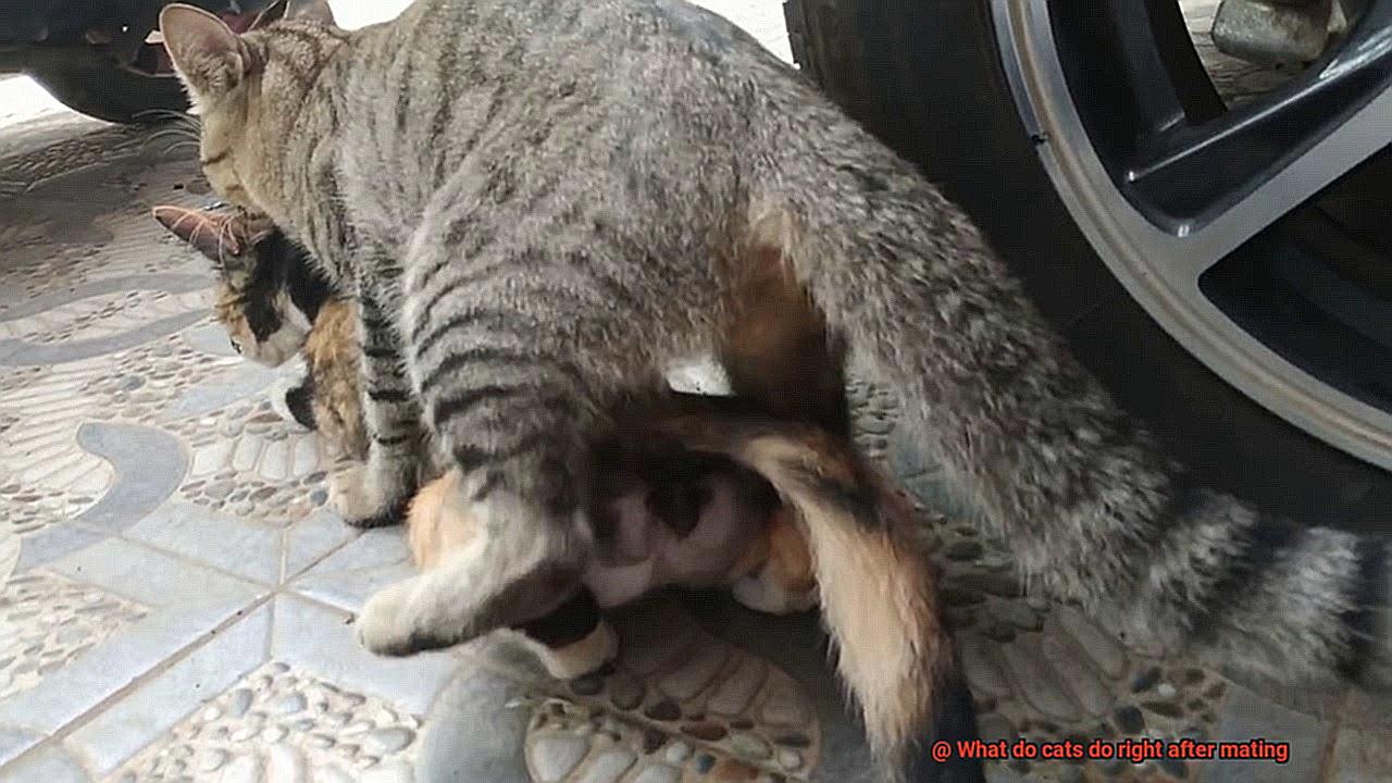What do cats do right after mating-3