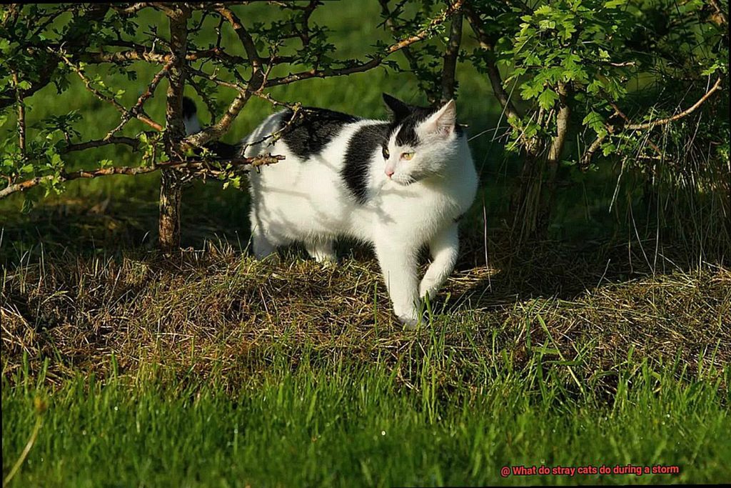 What Do Stray Cats Do During A Storm 21Cats what-do-stray-cats-do-during-a-storm-21cats
