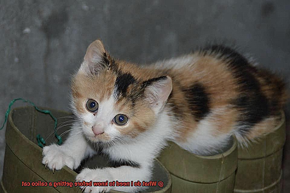 What do you feed a Persian cat with diarrhea-3