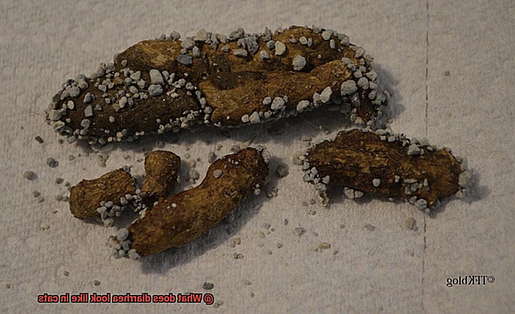 What does diarrhea look like in cats-2