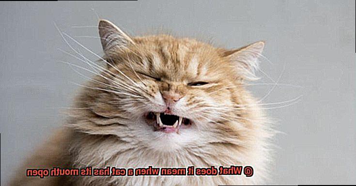 What does it mean when a cat has its mouth open-5