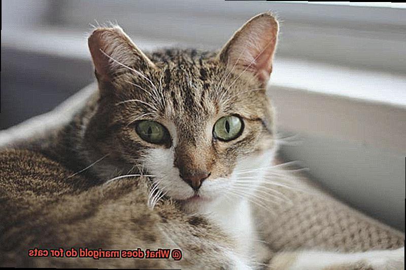 What does marigold do for cats-4