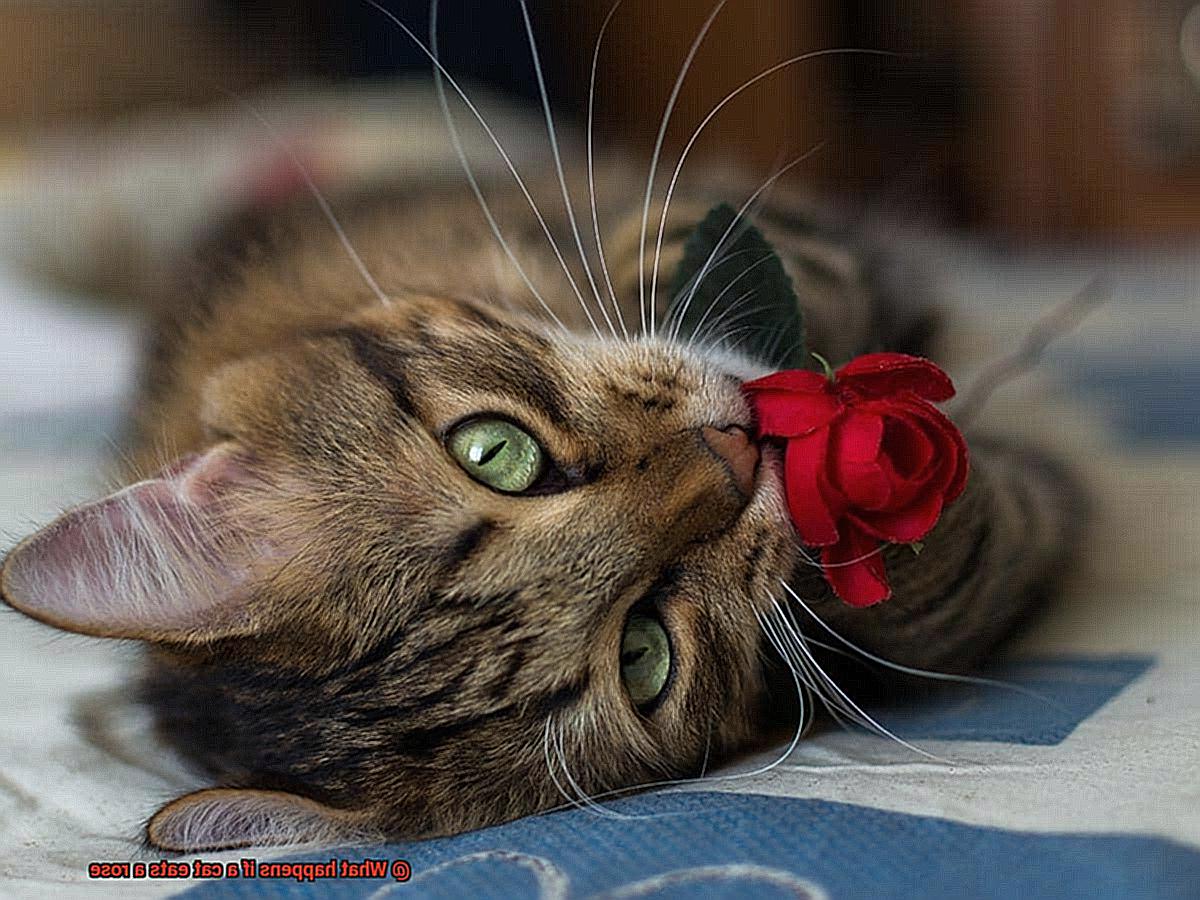 What happens if a cat eats a rose-3