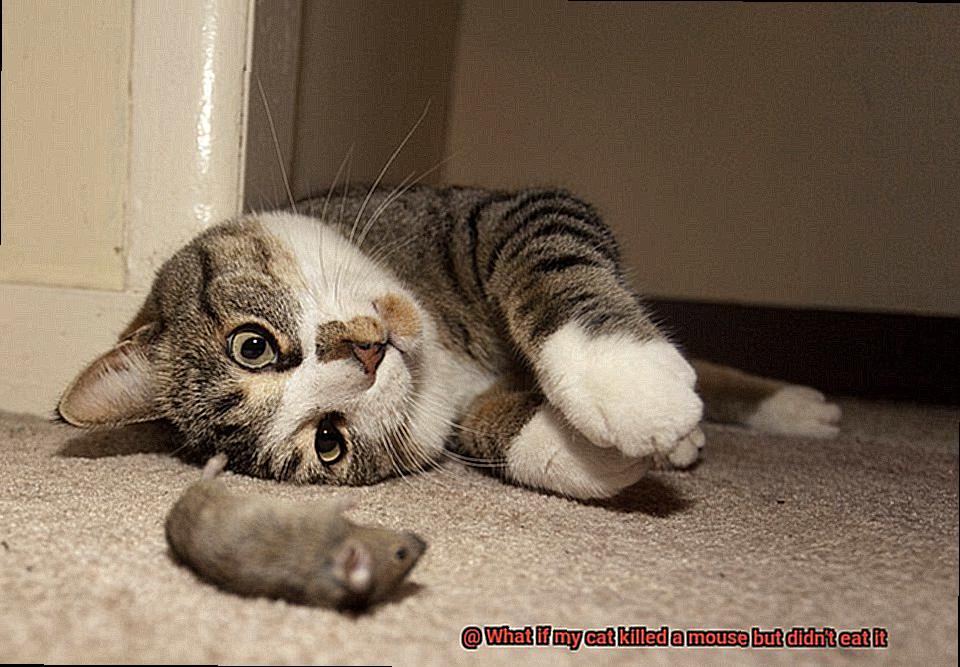 What if my cat killed a mouse but didn't eat it-5