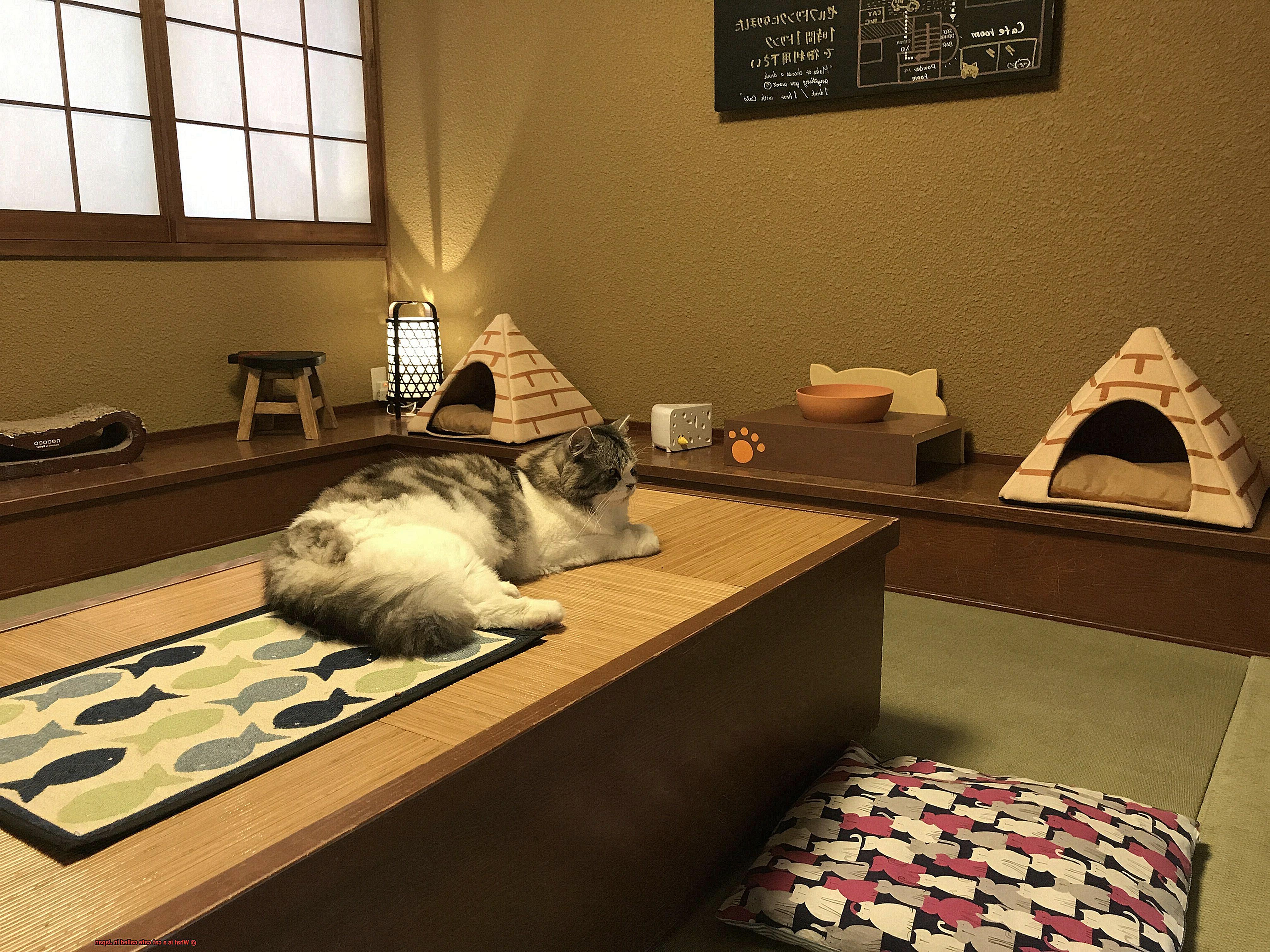 What is a cat cafe called in Japan-2