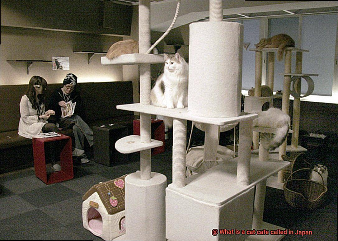 What is a cat cafe called in Japan-4