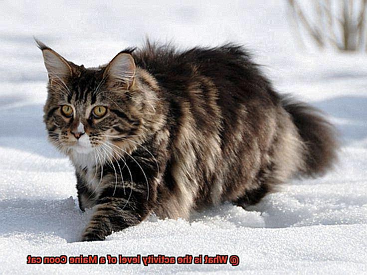 What is the activity level of a Maine Coon cat?