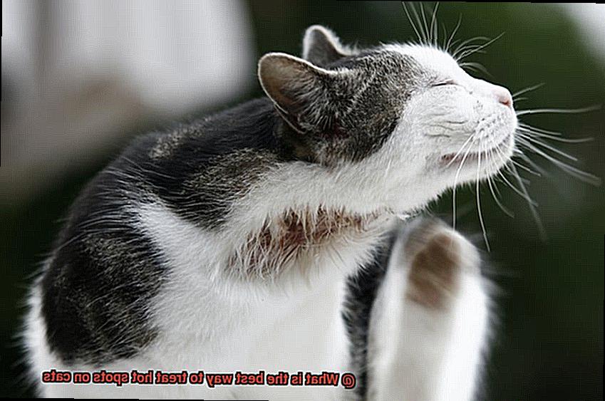 What is the best way to treat hot spots on cats-2