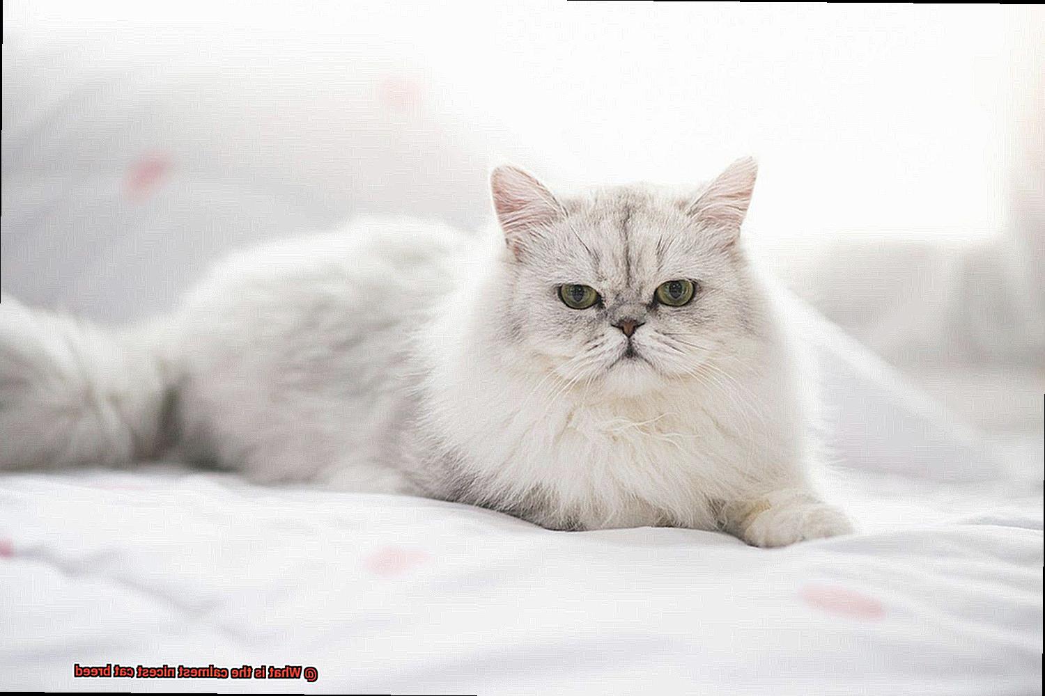 What is the calmest nicest cat breed?
