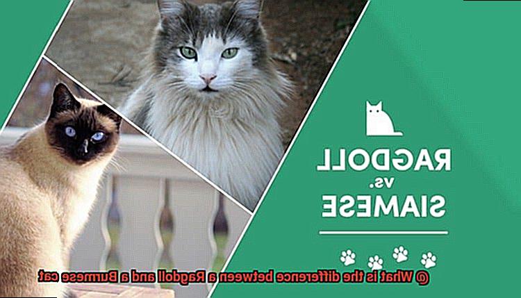 What is the difference between a Ragdoll and a Burmese cat-3