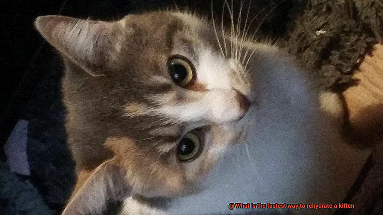 What is the fastest way to rehydrate a kitten-2