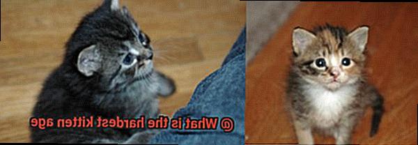 What is the hardest kitten age-5