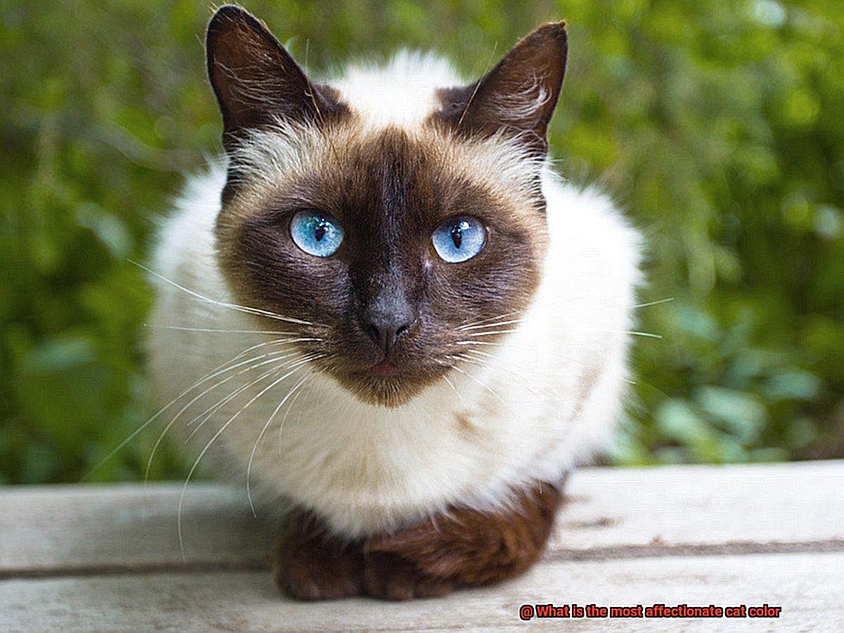 What is the most affectionate cat color-5