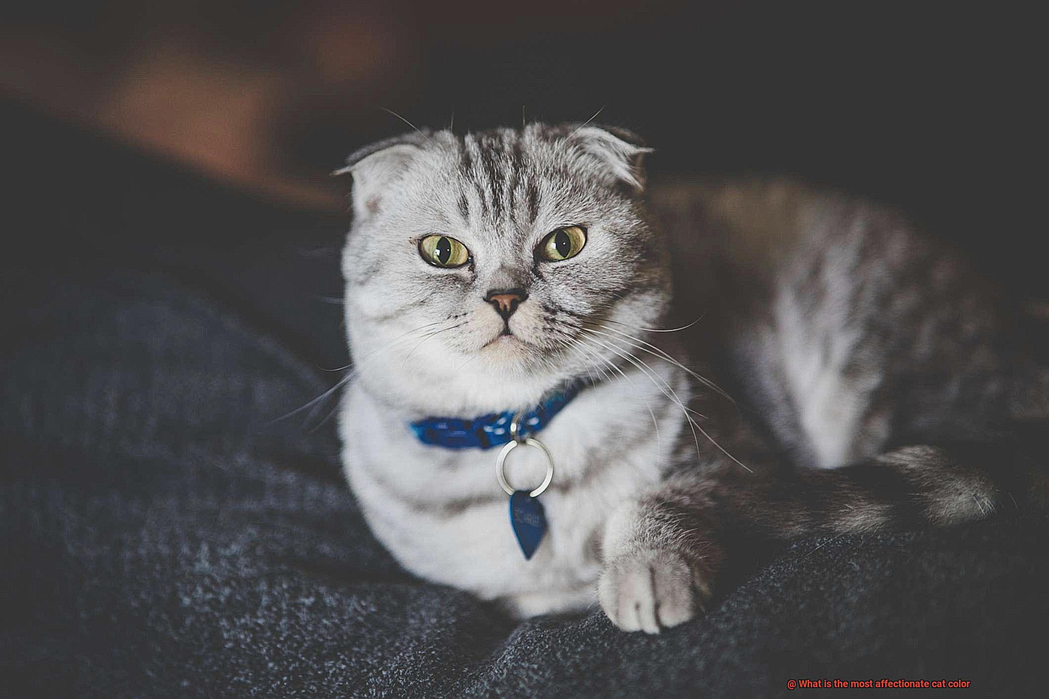 What is the most affectionate cat color-9