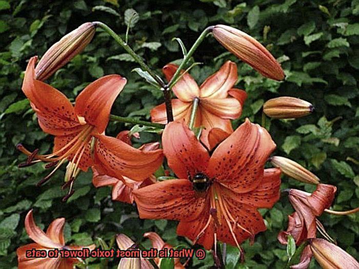 What is the most toxic flower to cats-4