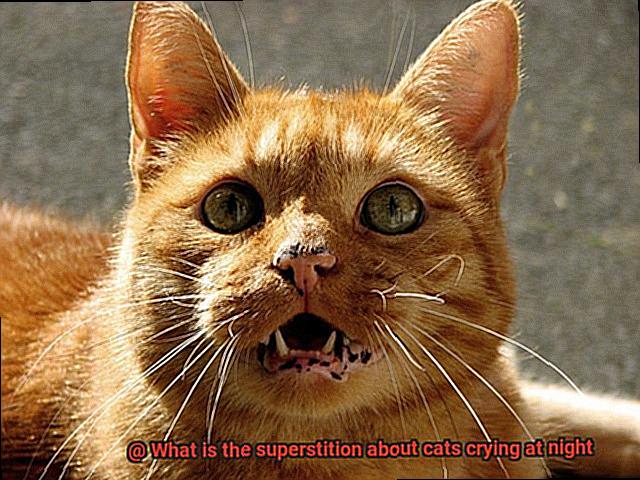 What is the superstition about cats crying at night-3