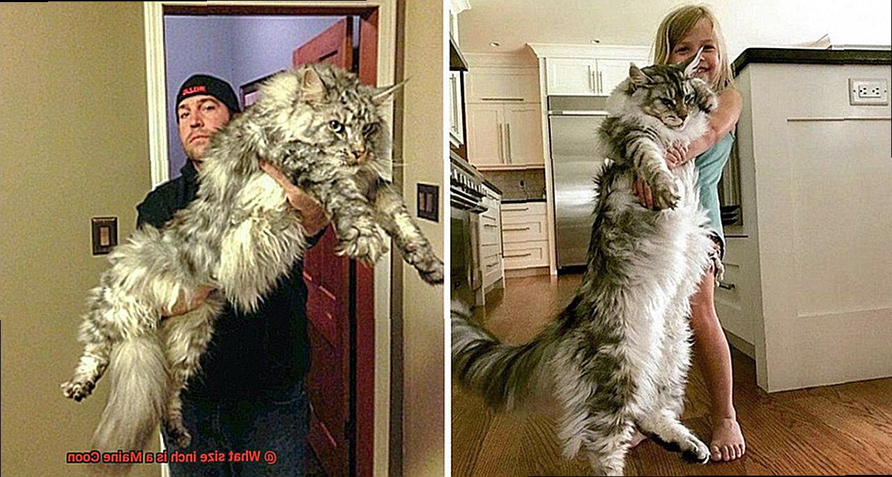 What state has the most cats-3