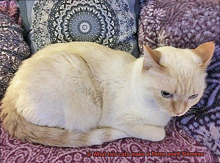 What two cats make a flame point Siamese-3