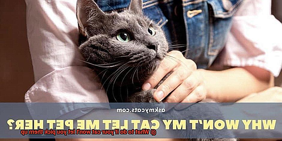 When should I neuter my Sphynx cat-2
