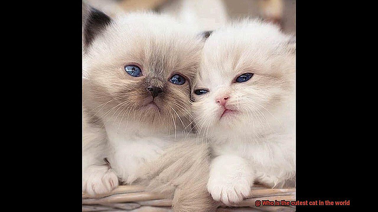 Who is the cutest cat in the world 21cats