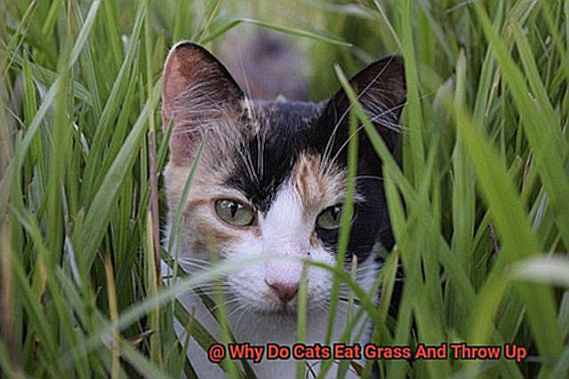 Why Do Cats Eat Grass And Throw Up? - 21Cats.org