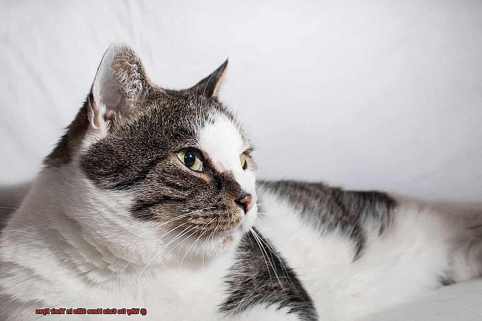 Why Do Cats Have Slits In Their Eyes?