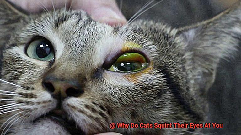 Why Do Cats Squint Their Eyes At You-5