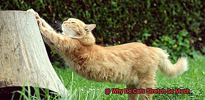 Why Do Cats Stretch So Much-6