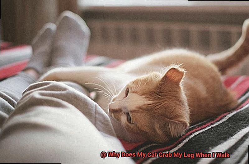 Why Does My Cat Grab My Leg When I Walk-5
