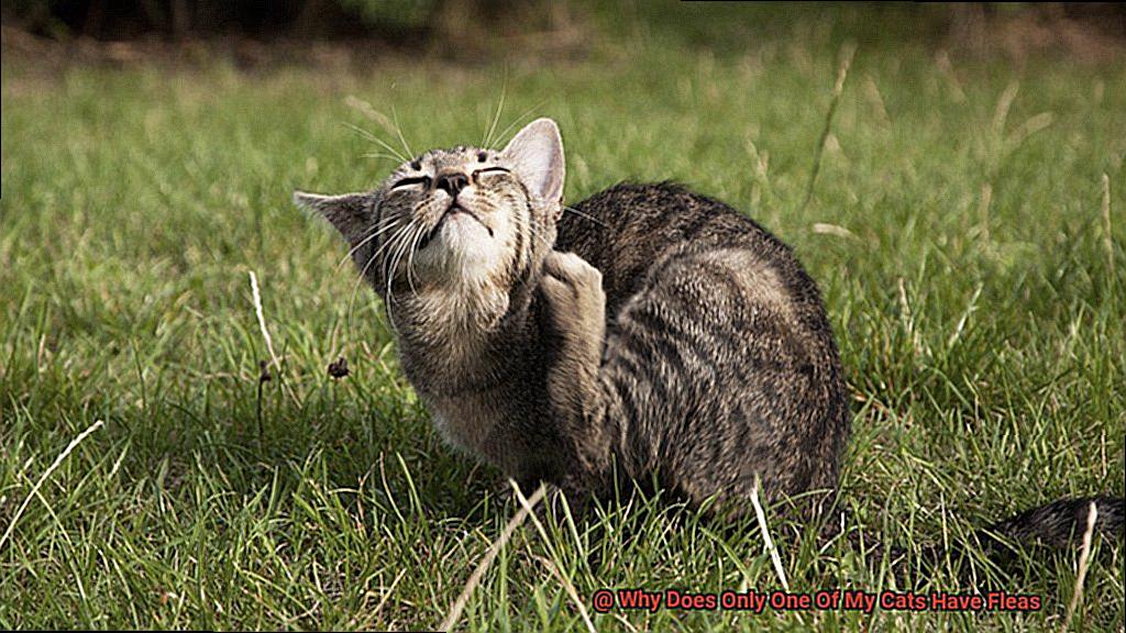 Why Does Only One Of My Cats Have Fleas-2