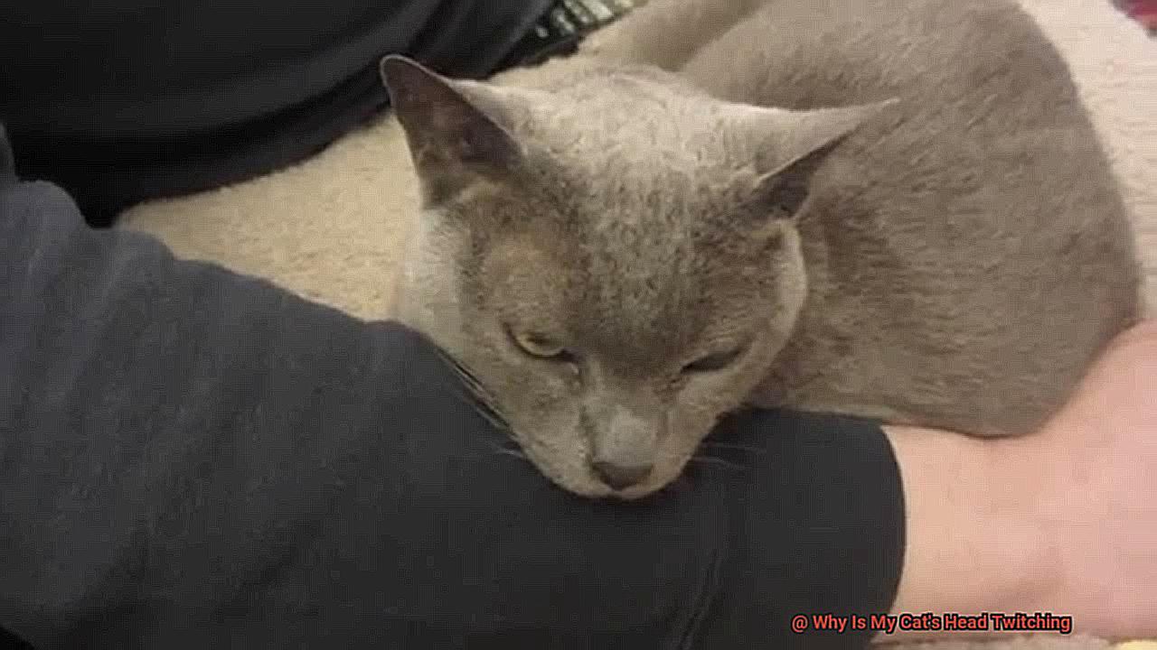 Why Is My Cat's Head Twitching-9